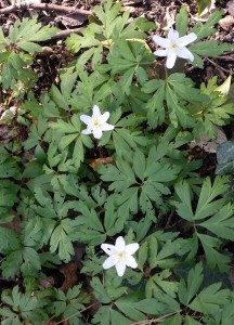 Wood Anenomes