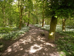 Spring Wood Whalley 2015 May (1)