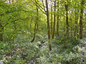 Spring Wood Whalley 2015 May (2)