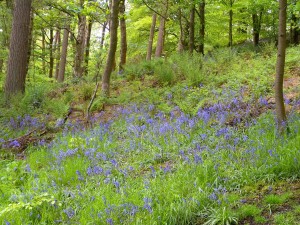 Spring Wood Whalley 2015 May (3)