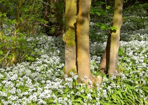 Spring Wood Whalley 2015 May (8)