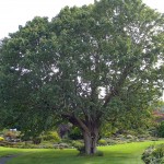 Handkerchief Tree