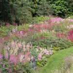 National Collection of Astilbe