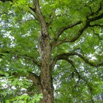 Chestnut Tree