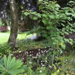 Woodland Walk in the Lower Garden