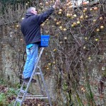 Garden Winter (10)