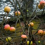 Garden Winter (2)