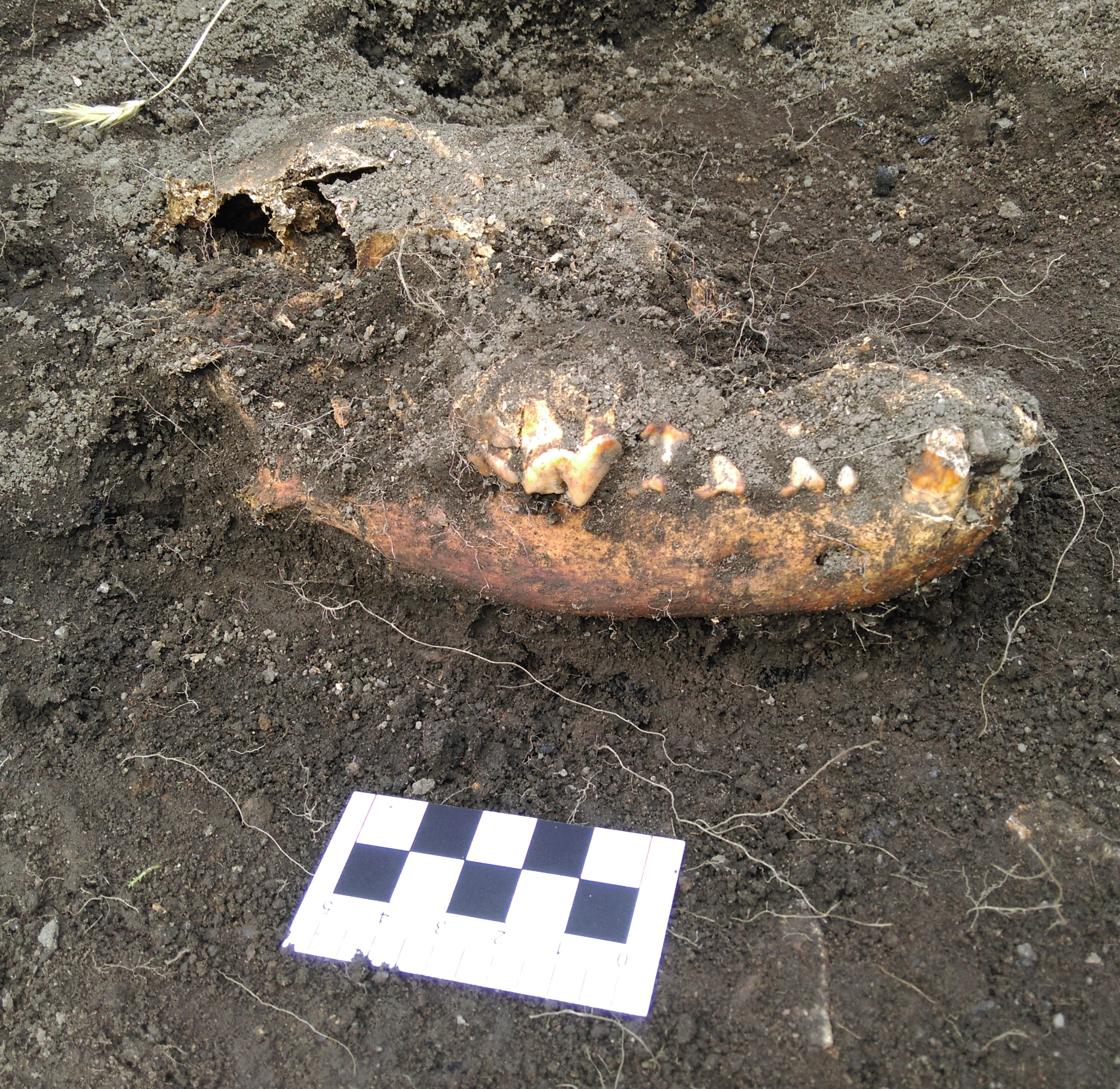 Canine skull, probably a sheep dog, possibly something a little more combative.